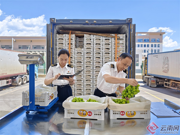 云南优化收费公路&ldquo;绿色通道&rdquo;查验模式为输泰鲜活农产品保驾护航